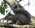 WesternGraySquirrel1.jpg