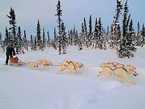 Archivo:White huskies dog sledding