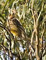 Yellow Wattlebird 2