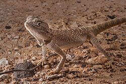 Yellow spotted agama in Al Rekayya Farms Qatar.jpg