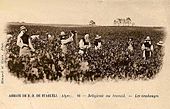 Archivo:Abbaye de Staoueli Vendanges