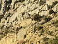Abella de la Conca. Santa Cauberola 1