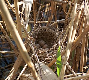 Archivo:Acrocephalus arundinaceus nest