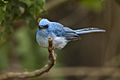 African Blue Flycatcher - Kibale - Uganda 06 4453 (19438571632)