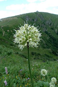 Archivo:Allium victorialis (Hohneck)