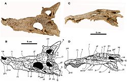 Arenysuchus.jpg