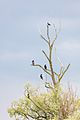 Aves en el Delta del Danubio, Rumanía, 2016-05-28, DD 27
