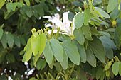 Bauhinia forficata G 2198