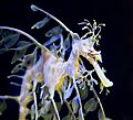 Birch Aquarium14