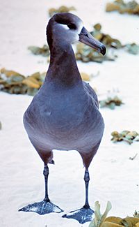 Black footed albatross.jpg