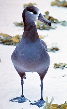 Archivo:Black footed albatross