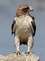 Booted eagle, Hieraaetus pennatus, at Kgalagadi Transfrontier Pa (32334023348)