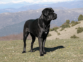 Cane corso temi 1 1024x768x24