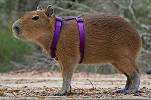 Archivo:Capybara harness