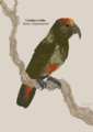 Chatham Kaka, Nestor chathamensis, by Hannah Moss 2019.12.16