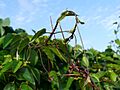 Cissus antarctica