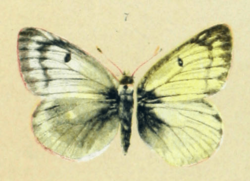 Colias Nastes Para Niños