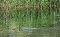 Cormorán grande (Phalacrocorax carbo), Delta del Danubio, Rumanía, 2016-05-28, DD 14