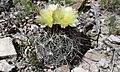 Coryphantha delaetiana 10