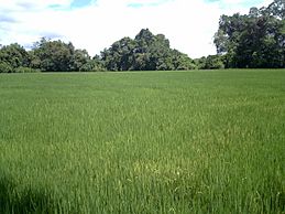 Archivo:Cultivo de arroz