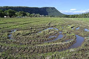 Archivo:Cultivo de arroz en Distracción 