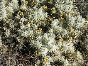 Archivo:Cylindropuntia tunicata (5692957155)