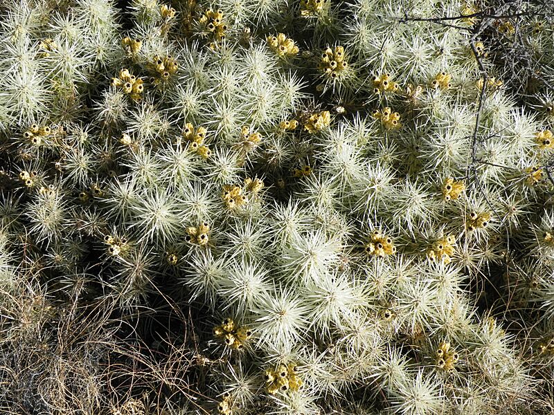 Cylindropuntia tunicata (5692957155)