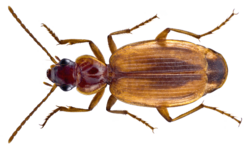 Cymindis moralesi Mateu, 1979 (15819680212).png