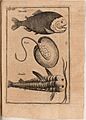 Dobrizhoffer fish