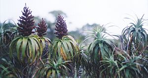 Archivo:Dracophyllum traversii fragment2