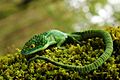 Dragoncito del sur de la Sierra Madre Oriental (Abronia graminea)