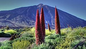Archivo:Echium Wildpretii at The Teide