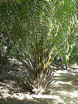 Elaeis guineensis0.jpg