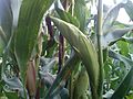 Elote