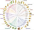 Eukaryota Arbol de vida