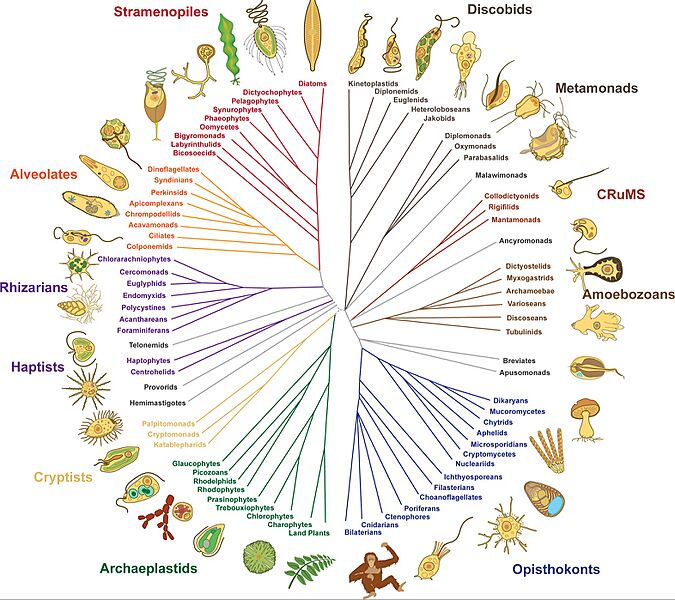 Eukaryota Arbol de vida