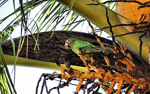 Archivo:Eupsittula canicularis, Magdalena, Intibuca, Honduras 1
