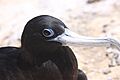 Female Frigatebird (Fregata aquila) (8515652014)