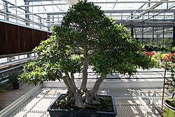 Ficus neriifolia 6zz.jpg