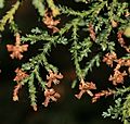 Fitzroya cupressoides (Alerce Patagonian Cypress) (30486361533)