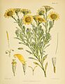 Flora Antarctica Plate CX