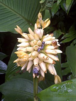 Flower of the Calathea allouia.jpg