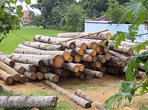 Archivo:Gelugu (coconut wood) in Klaten, Java