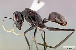 Gigantiops destructor casent0006124 profile 1.jpg