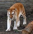 Golden tiger 1 - Buffalo Zoo