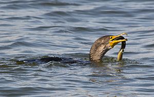 Archivo:Great Cormorant 0010 - swallowing eel - East Potomac Park - 2013-08-25