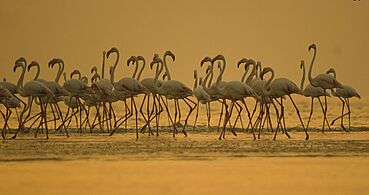 Greater Flamingo at Kutch