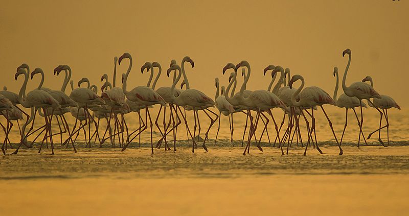 Greater Flamingo at Kutch