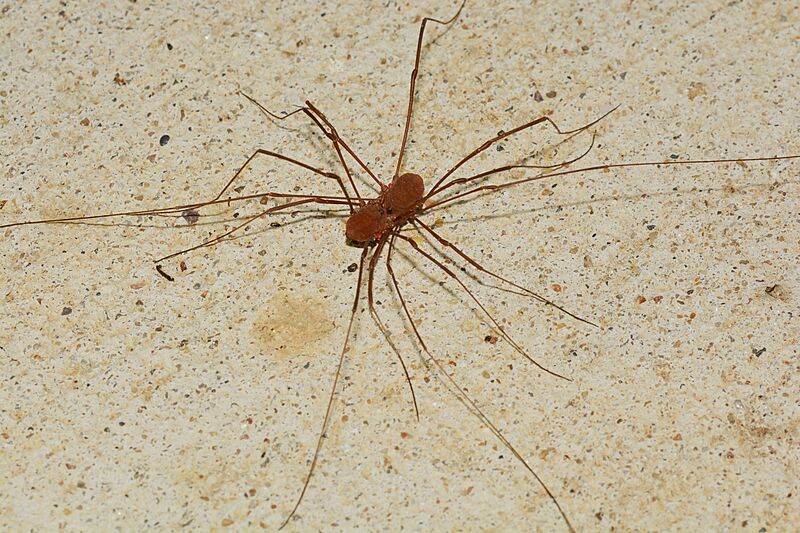 Harvestmen mating (44325686201)
