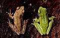 Hypsiboas pulchellus01